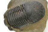 Chocolate-Brown Paralejurus Trilobite Fossil - Atchana, Morocco #275220-1